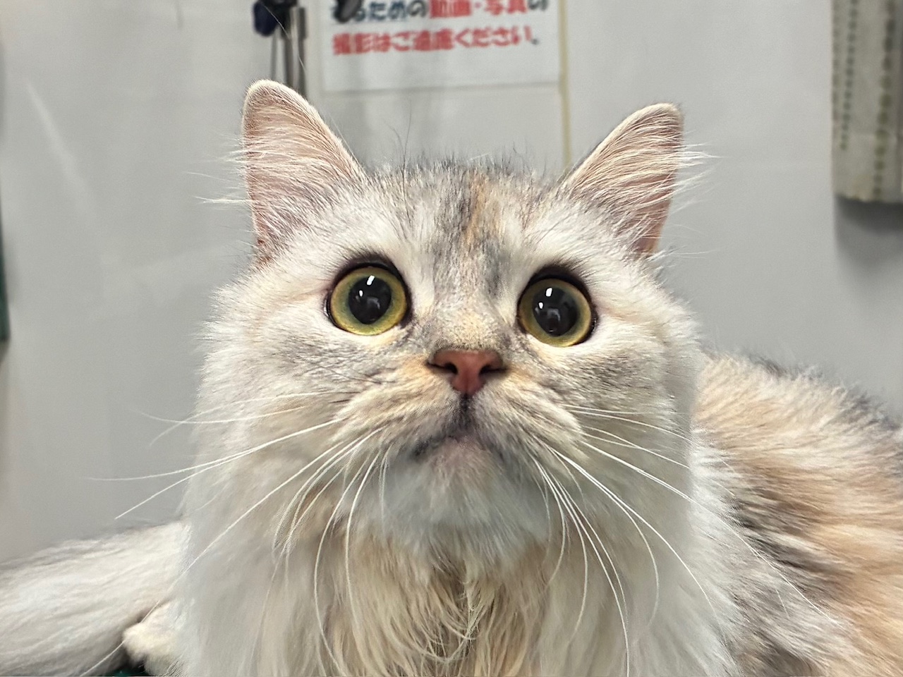まろちゃん