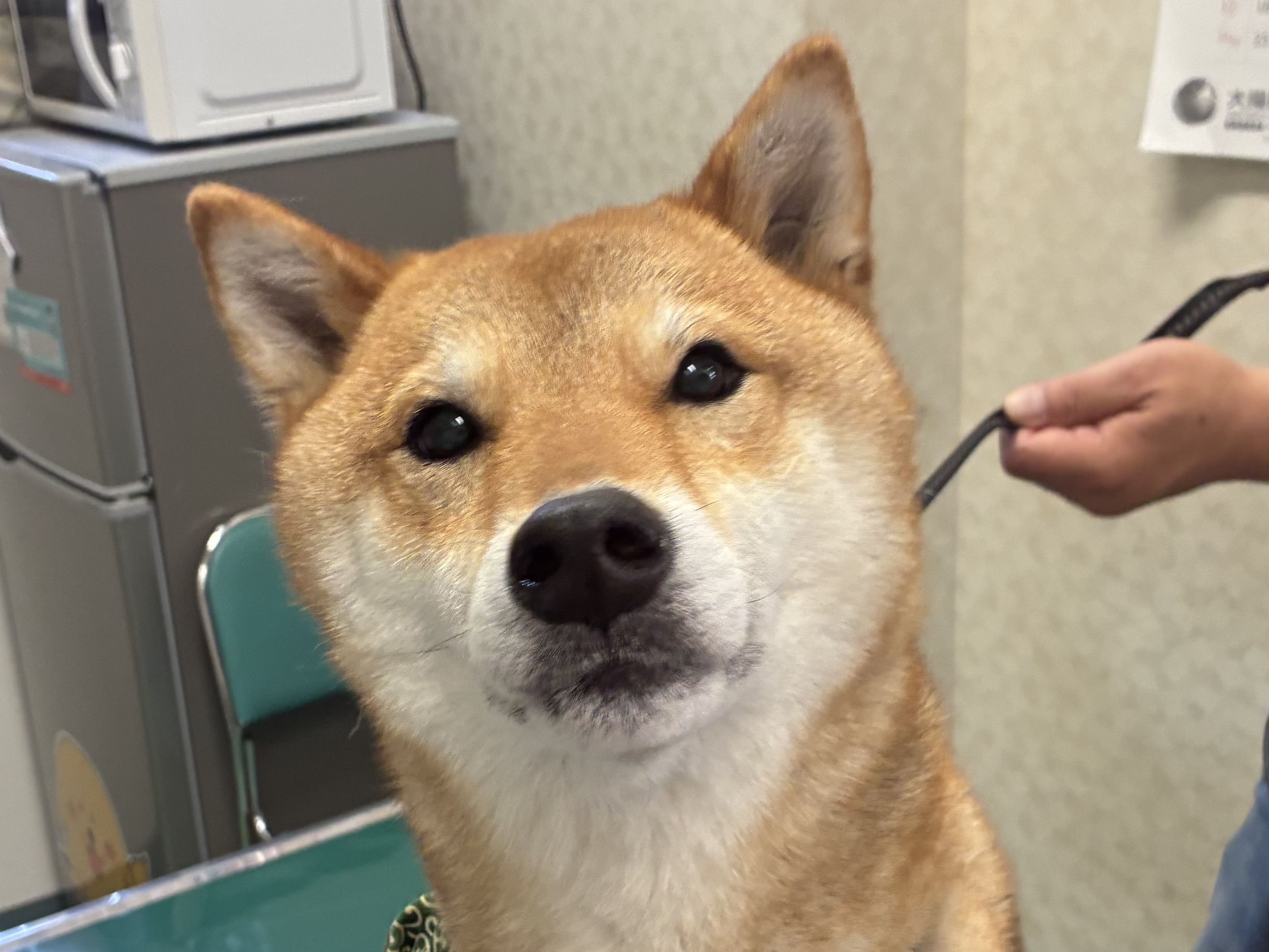 まろちゃん