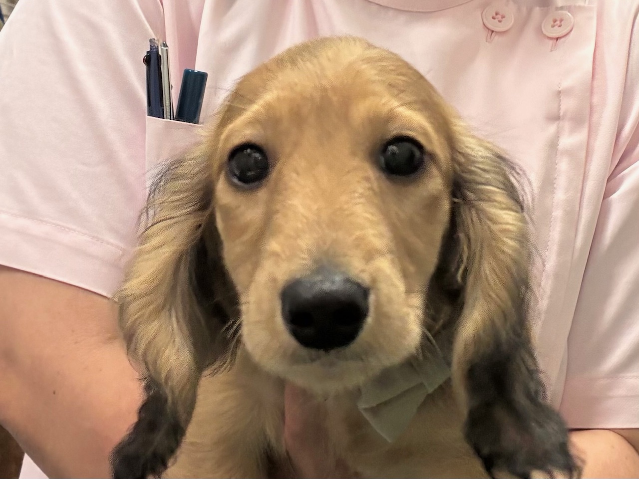 ぼくちゃん