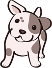 アビシニアン 生後4か月 ひまちゃん ♀