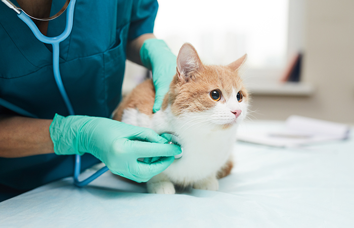 地域のホームドクターとして、ペットと飼い主さまの暮らしに寄り添います