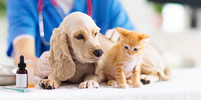 混合ワクチン【犬・猫】